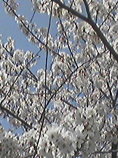b0001204_0182620.jpg