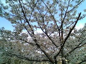 c0025724_1932788.jpg