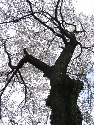 b0031237_9224073.jpg