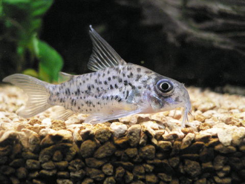 c0069444_14114473.jpg