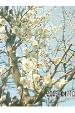 c0011446_2053050.jpg