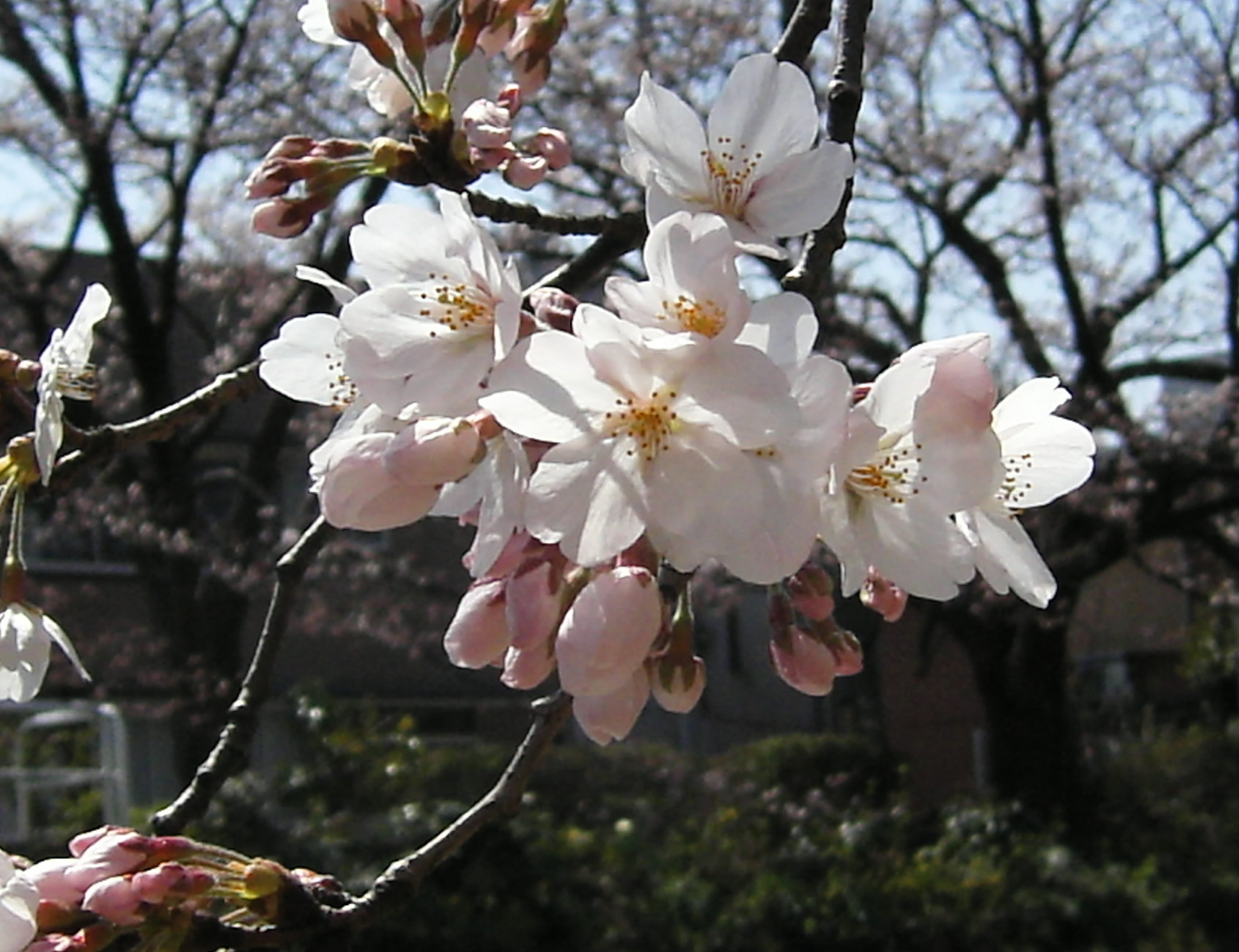 c0026846_12442021.jpg