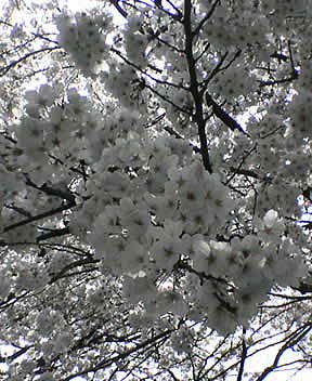 a0023548_19324489.jpg