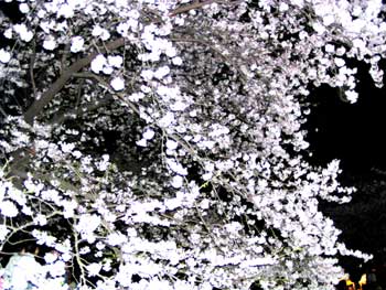 c0019050_1058574.jpg