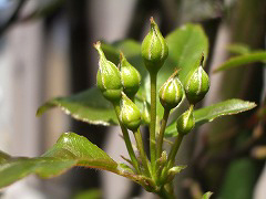 c0045882_18314493.jpg