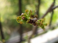 c0045882_18353474.jpg