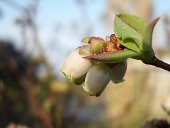 c0045882_1842659.jpg