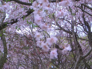 c0052689_21405525.jpg