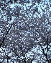 b0008511_1756277.jpg
