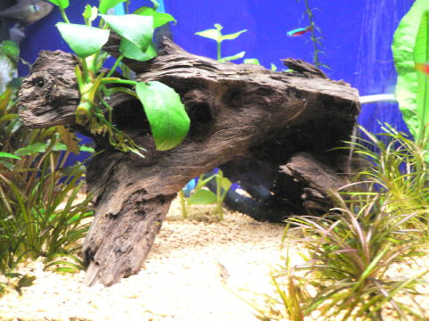 c0069444_18292482.jpg