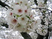 c0055363_18563939.jpg