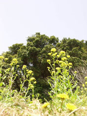 c0068090_12505389.jpg