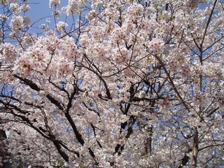 a0027720_221776.jpg