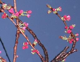 c0062331_18145618.jpg