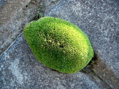 b0015260_1501343.jpg