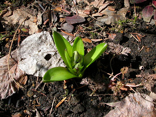 c0004708_164619.jpg