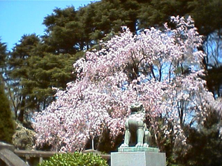 c0012120_2316331.jpg