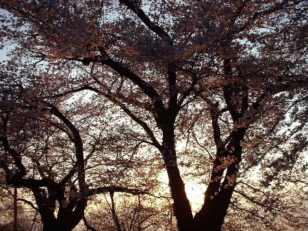 b0015260_1136435.jpg