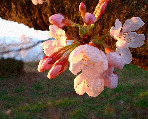 b0015260_113925100.jpg