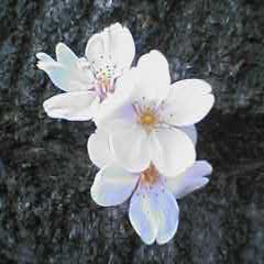 c0041592_13363658.jpg