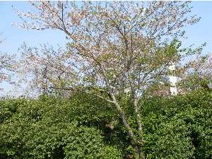 c0036203_19353882.jpg