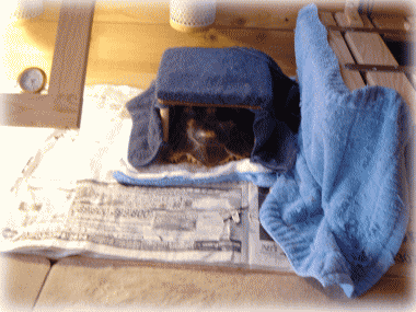 b0055276_0121165.gif