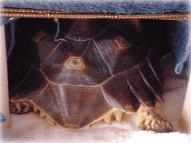 b0055276_0164918.gif