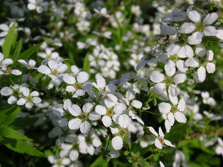c0027181_1485358.jpg
