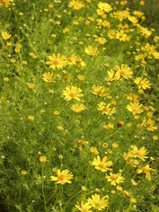 c0068090_1233759.jpg