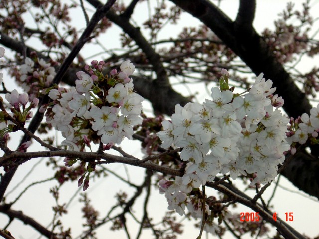 a0005691_1920519.jpg