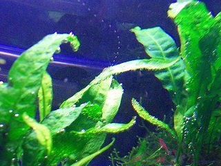 b0063999_08071.jpg