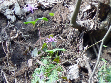 c0000134_1004862.jpg