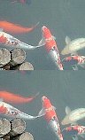 b0029438_9245014.jpg