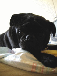 b0035453_451010.gif