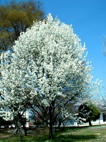 b0015260_17141984.jpg