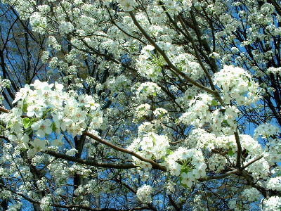 b0015260_171624100.jpg