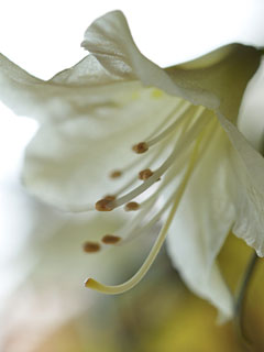 c0008664_2033367.jpg