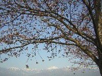 a0034487_152225100.jpg