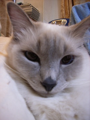 c0023789_8535048.jpg
