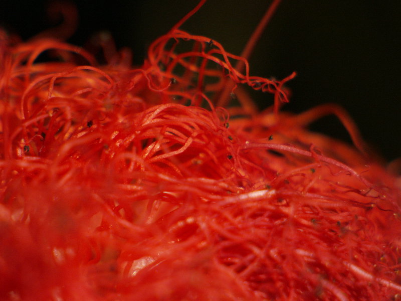 c0066245_17515769.jpg