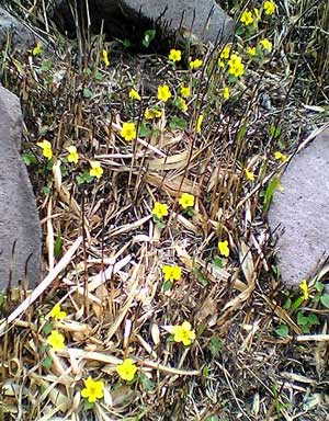 c0017802_17574326.jpg
