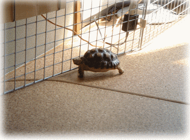 b0055276_0593624.gif