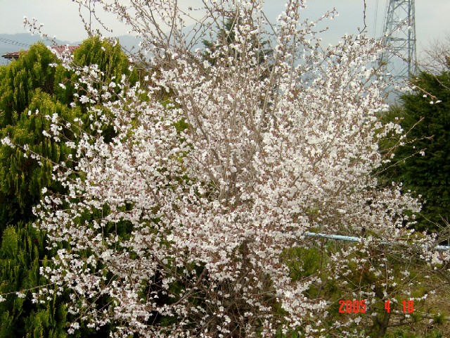 a0005691_1730518.jpg