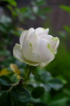 a0034419_15171630.jpg
