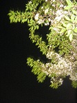 c0070731_063485.jpg