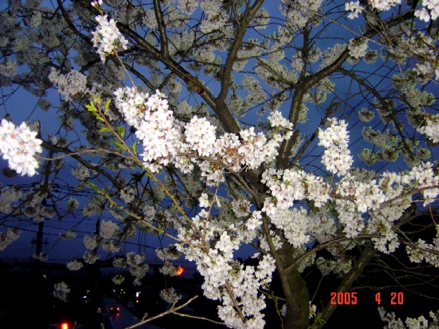 a0005691_19454712.jpg