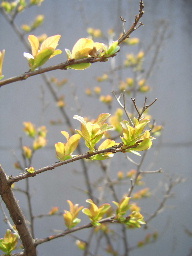 c0056707_16155917.jpg