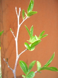 c0056707_16161815.jpg