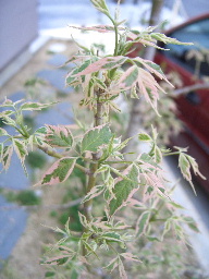 c0056707_16171115.jpg
