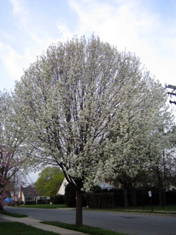 b0059509_10494294.jpg